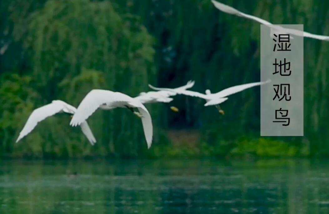 浐灞文旅八景之“濕地觀鳥(niǎo)”