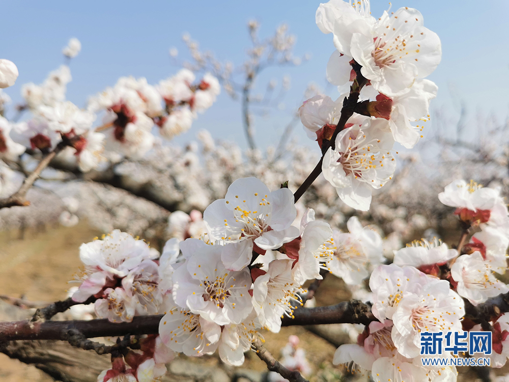 西安鄠邑：杏花開迎春來