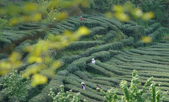 秦巴漢水間，百萬畝茶園帶來綠色“錢”景